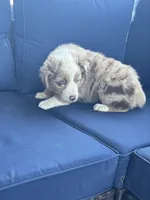 Light Green , a female Miniature Australian Shepherd for sale in Winchester, TN – Photo 5 of 9