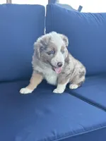 Light Green , a female Miniature Australian Shepherd for sale in Winchester, TN – Photo 4 of 9