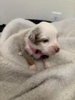 Pink, a female Miniature Australian Shepherd for sale in Winchester, TN – Photo 1 of 2