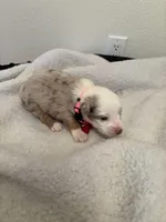 Pink, a female Miniature Australian Shepherd for sale in Winchester, TN – Photo 2 of 2