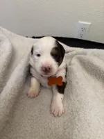 Orange, a female Miniature Australian Shepherd for sale in Winchester, TN – Photo 2 of 2