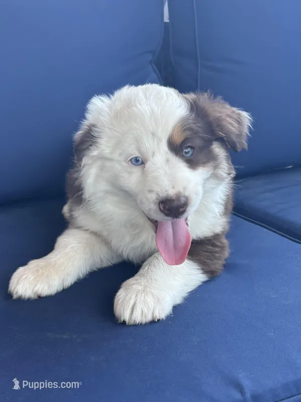 Orange – Miniature Australian Shepherd puppy for sale in Winchester, TN