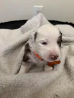 Orange, a female Miniature Australian Shepherd for sale in Winchester, TN – Photo 1 of 2