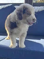 Black, a male Miniature Australian Shepherd for sale in Winchester, TN – Photo 2 of 7