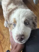Black, a male Miniature Australian Shepherd for sale in Winchester, TN – 4 of 6
