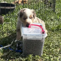 Black, a male Miniature Australian Shepherd for sale in Winchester, TN – Photo 6 of 7