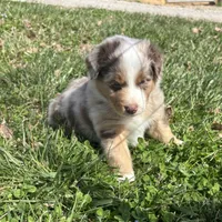 Black, a male Miniature Australian Shepherd for sale in Winchester, TN – Photo 5 of 7