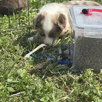 Black, a male Miniature Australian Shepherd for sale in Winchester, TN – Photo 7 of 7