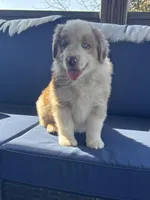 Black, a male Miniature Australian Shepherd for sale in Winchester, TN – Photo 4 of 7