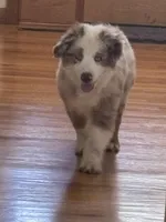 Black, a male Miniature Australian Shepherd for sale in Winchester, TN – 1 of 6