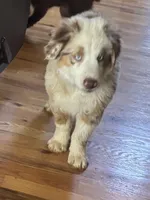 Black, a male Miniature Australian Shepherd for sale in Winchester, TN – 3 of 6