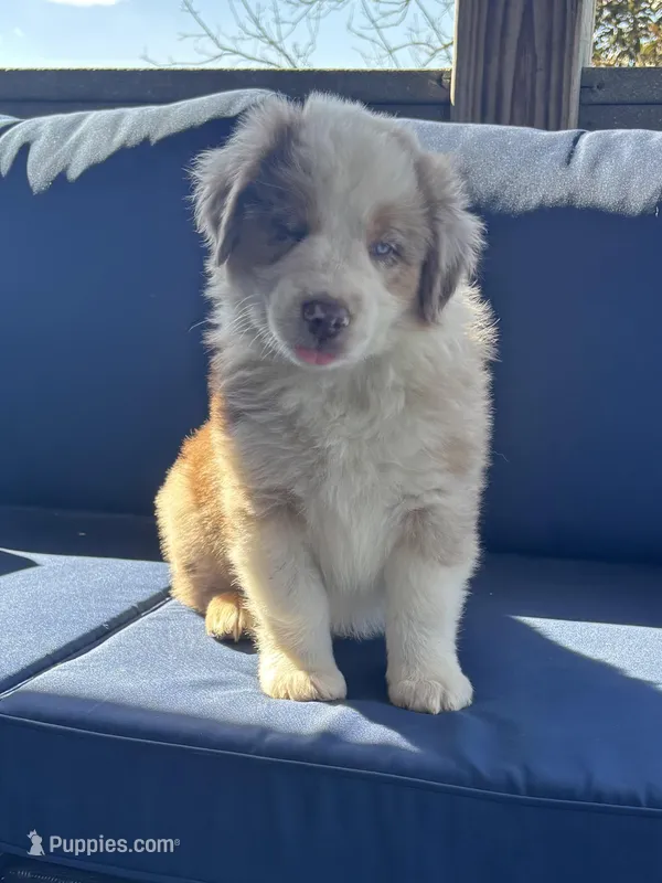 Black – Miniature Australian Shepherd puppy for sale in Winchester, TN