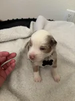 Black, a male Miniature Australian Shepherd for sale in Winchester, TN – Photo 2 of 2