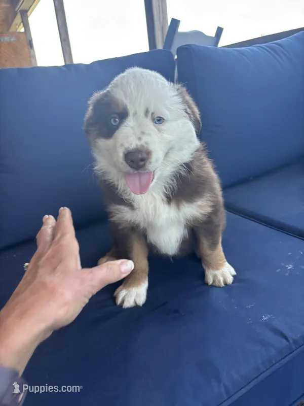 Yellow – Miniature Australian Shepherd puppy for sale in Winchester, TN