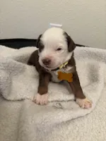 Yellow, a male Miniature Australian Shepherd for sale in Winchester, TN – Photo 2 of 4