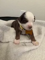 Yellow, a male Miniature Australian Shepherd for sale in Winchester, TN – Photo 1 of 4