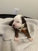 Yellow, a male Miniature Australian Shepherd for sale in Winchester, TN – Photo 3 of 4