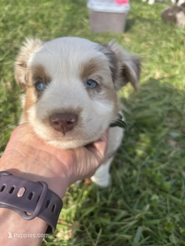 Green Penny's , a male Australian Shepherd for sale in Winchester, TN – Photo 1 of 9