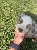 Green Penny's , a male Australian Shepherd for sale in Winchester, TN – Photo 7 of 9