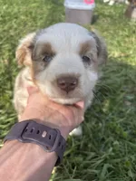 Green Penny's , a male Australian Shepherd for sale in Winchester, TN – Photo 2 of 9