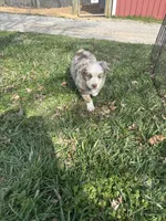 Green Penny's , a male Australian Shepherd for sale in Winchester, TN – Photo 8 of 9