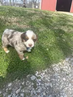 Blue Penny's, a male Miniature Australian Shepherd for sale in Winchester, TN – Photo 10 of 10