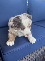 Blue Penny's, a male Miniature Australian Shepherd for sale in Winchester, TN – Photo 4 of 10