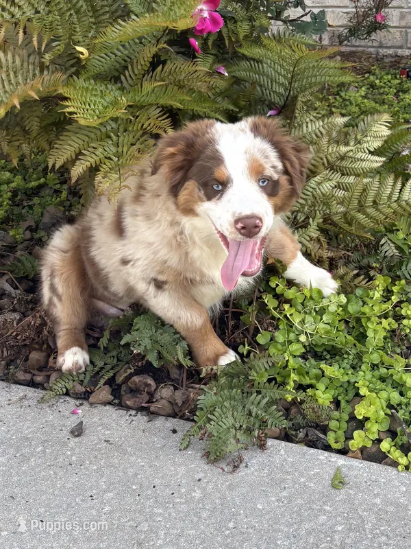 Blue Penny's – Miniature Australian Shepherd puppy for sale in Winchester, TN