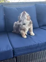 Blue Penny's, a male Miniature Australian Shepherd for sale in Winchester, TN – Photo 2 of 10