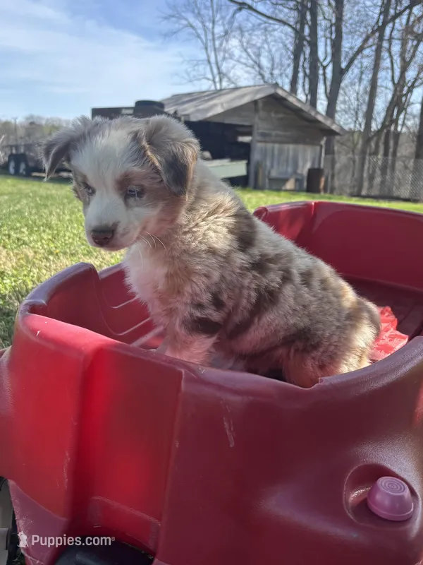 Green Penny's  – Australian Shepherd puppy for sale in Winchester, TN