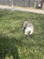 Blue Penny's, a male Miniature Australian Shepherd for sale in Winchester, TN – Photo 3 of 10