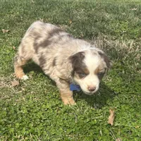 Blue Penny's, a male Miniature Australian Shepherd for sale in Winchester, TN – Photo 5 of 10