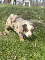 Blue Penny's, a male Miniature Australian Shepherd for sale in Winchester, TN – Photo 4 of 10