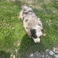 Blue Penny's, a male Miniature Australian Shepherd for sale in Winchester, TN – Photo 8 of 10