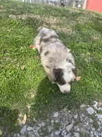 Blue Penny's, a male Miniature Australian Shepherd for sale in Winchester, TN – Photo 8 of 10