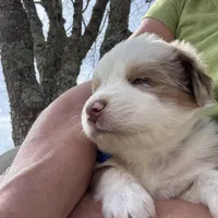 Blue Penny's, a male Miniature Australian Shepherd for sale in Winchester, TN – Photo 6 of 10