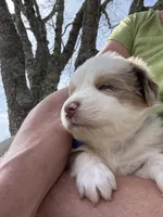 Blue Penny's, a male Miniature Australian Shepherd for sale in Winchester, TN – Photo 1 of 10