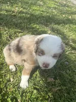 Blue Penny's, a male Miniature Australian Shepherd for sale in Winchester, TN – Photo 9 of 10