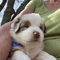 Blue Penny's, a male Miniature Australian Shepherd for sale in Winchester, TN – Photo 3 of 10
