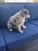 Blue Penny's, a male Miniature Australian Shepherd for sale in Winchester, TN – Photo 10 of 10