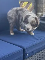 Blue Penny's, a male Miniature Australian Shepherd for sale in Winchester, TN – Photo 1 of 10