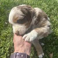 Blue Penny's, a male Miniature Australian Shepherd for sale in Winchester, TN – Photo 9 of 10