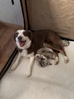 Peaches , a female Miniature Australian Shepherd for sale in Winchester, TN – Photo 4 of 4