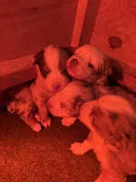 Peaches , a female Miniature Australian Shepherd for sale in Winchester, TN – Photo 3 of 4