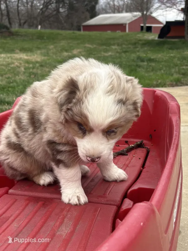 Peaches  – Miniature Australian Shepherd puppy for sale in Winchester, TN
