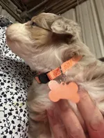 Peaches , a female Miniature Australian Shepherd for sale in Winchester, TN – Photo 1 of 4