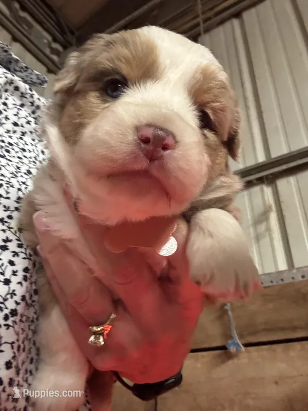 Peaches  – Miniature Australian Shepherd puppy for sale in Winchester, TN