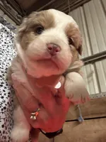 Peaches , a female Miniature Australian Shepherd for sale in Winchester, TN – Photo 2 of 4