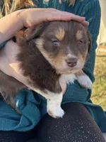 Cowboy , a male Australian Shepherd for sale in Winchester, TN – Photo 6 of 6