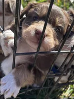 Cowboy , a male Australian Shepherd for sale in Winchester, TN – Photo 5 of 6